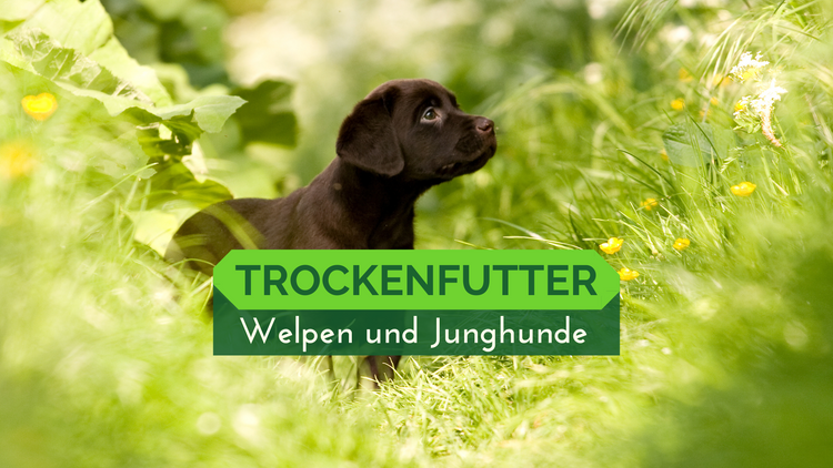 Trockenfutter Junior