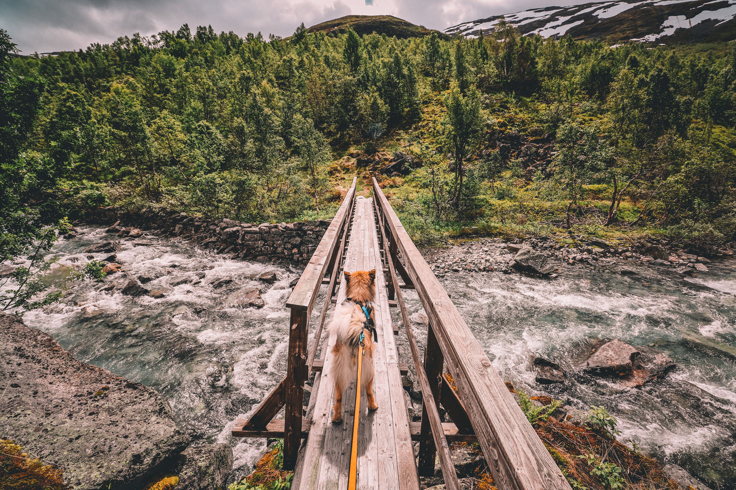 Non-stop Bungee Leash