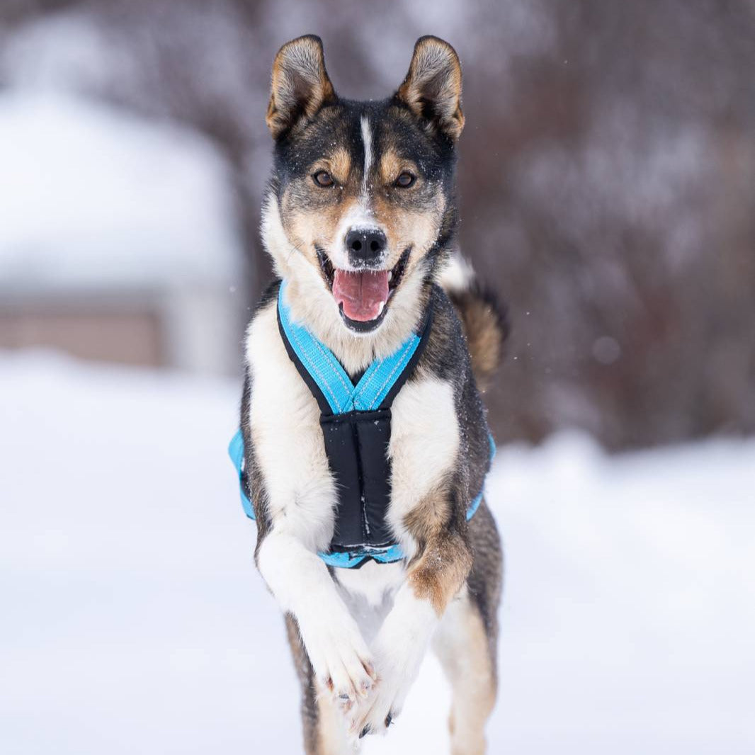 V.I.P. X-Back Zuggeschirr türkis