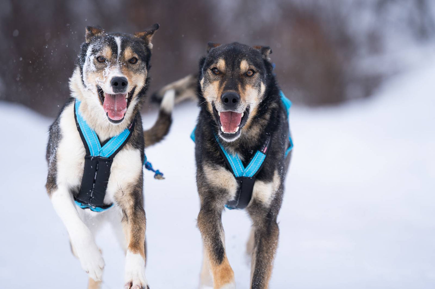 V.I.P. X-Back Zuggeschirr türkis