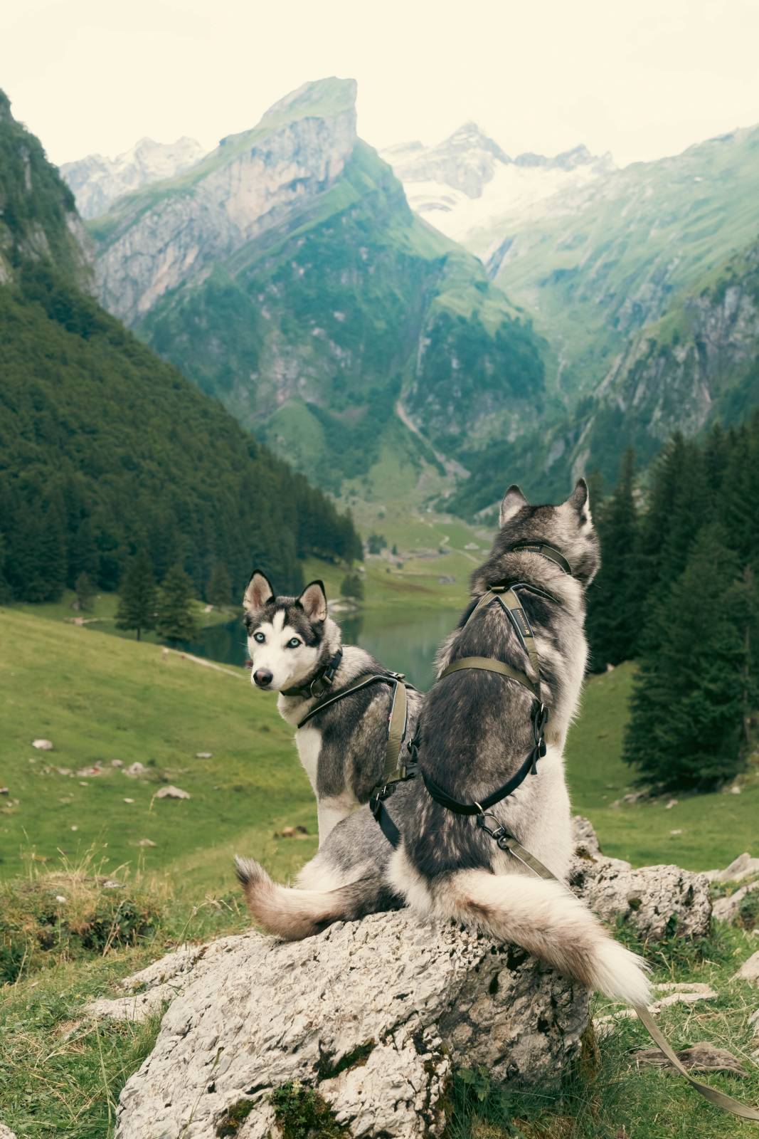 V.I.P. Dogwear Multisport Harness Olive grün