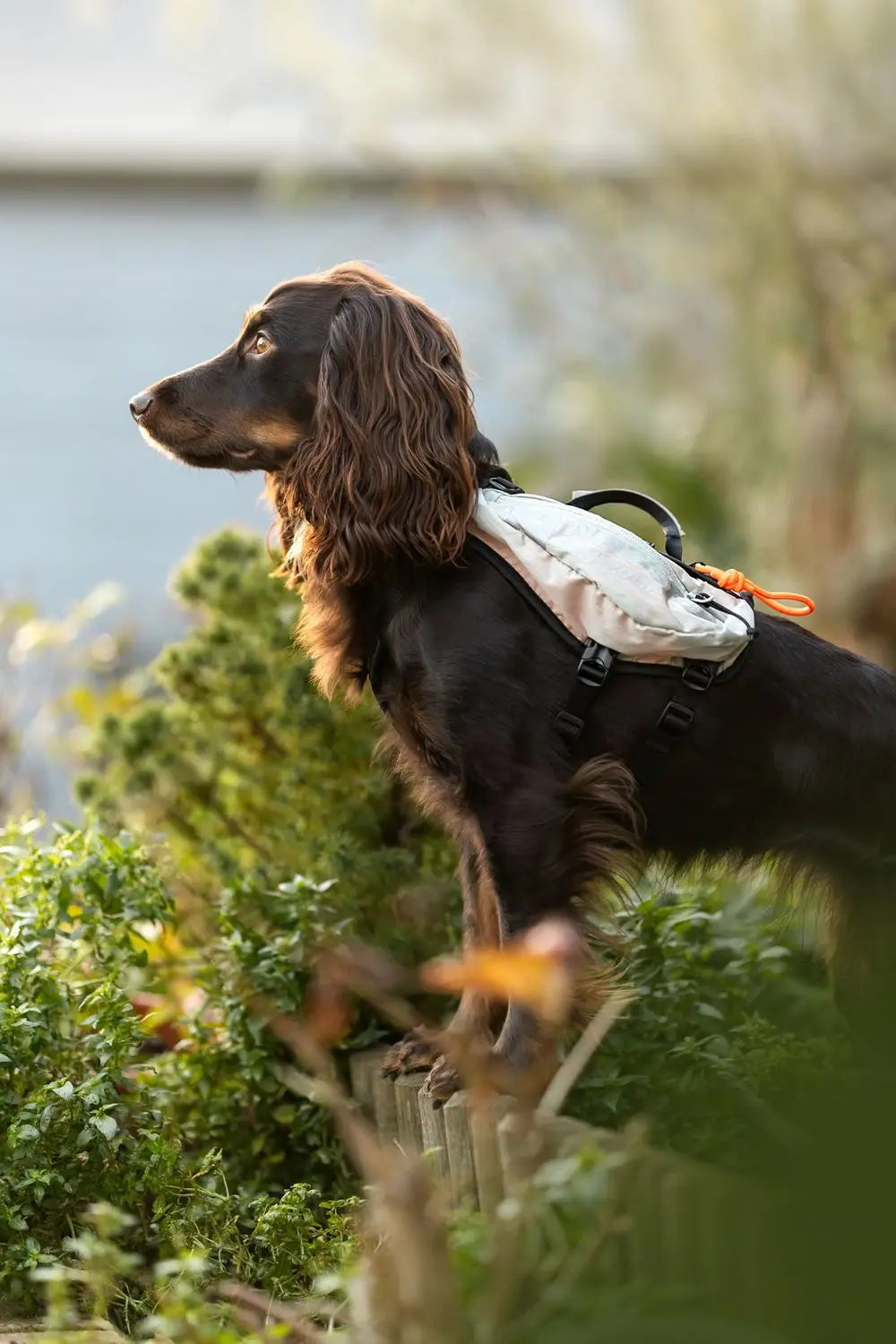 Trail Light Dog Backpack - Hunderucksack