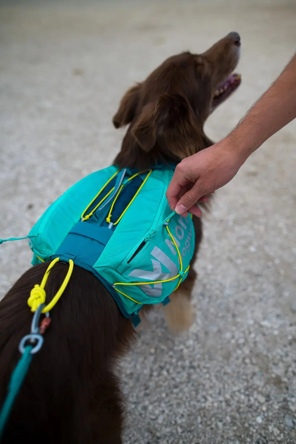 Trail Light Dog Backpack - Hunderucksack