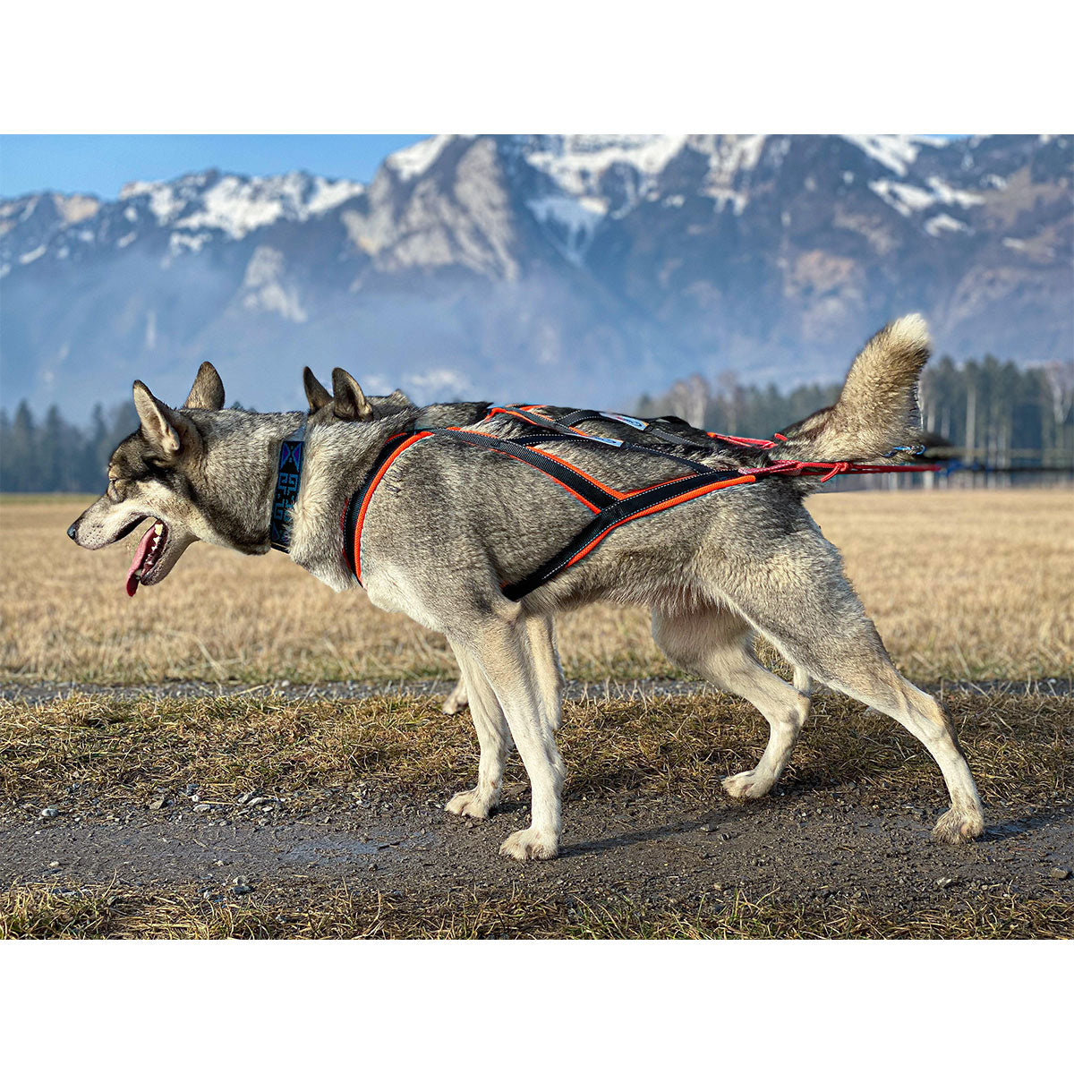 Sledwork Xback active G2