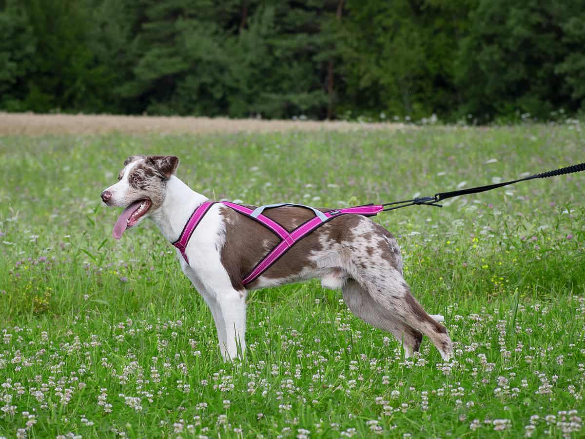 TrOP Lifeline PRO Bungee Leash