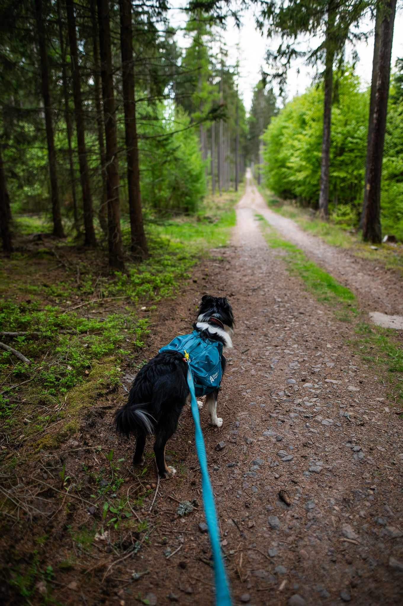 Trail Quest Dog Backpack - Hunderucksack