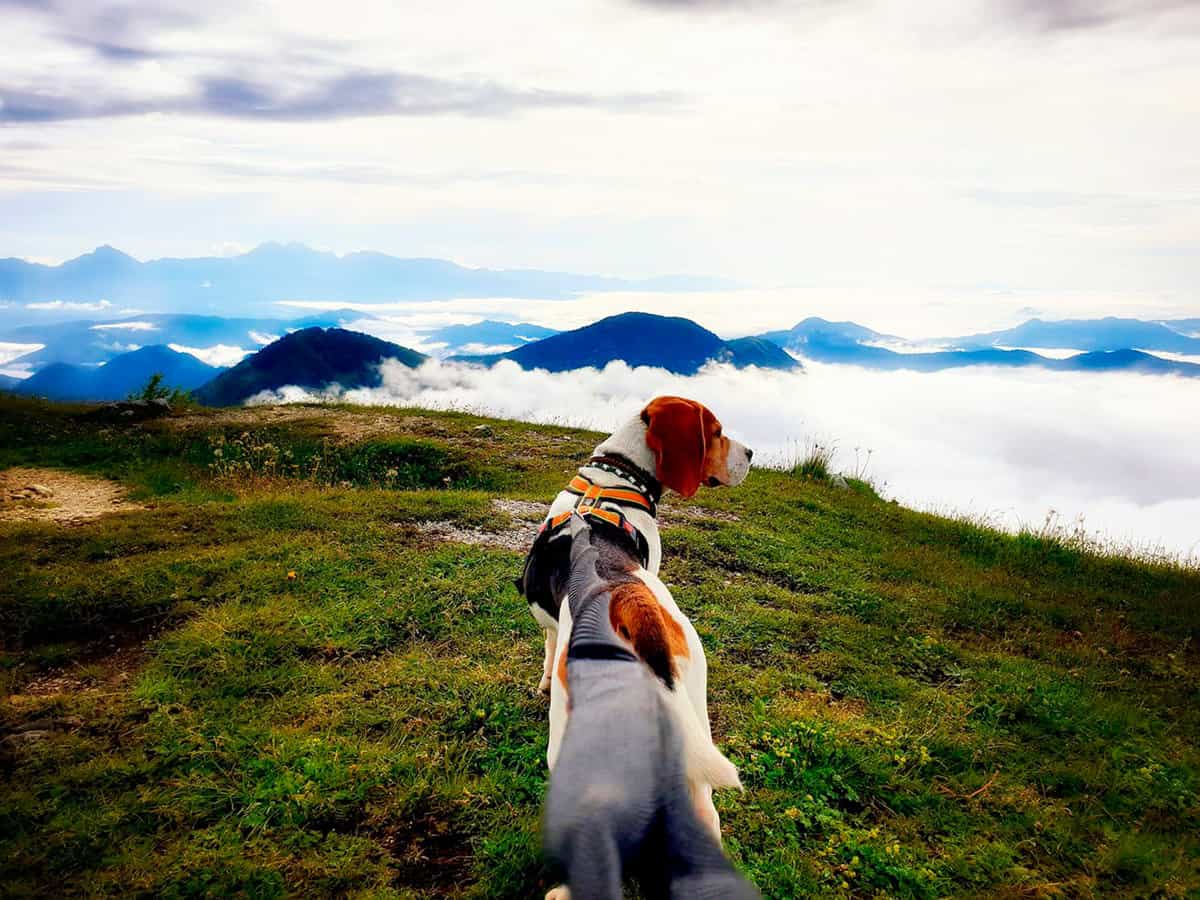 TrOP Lifeline PRO Bungee Leash