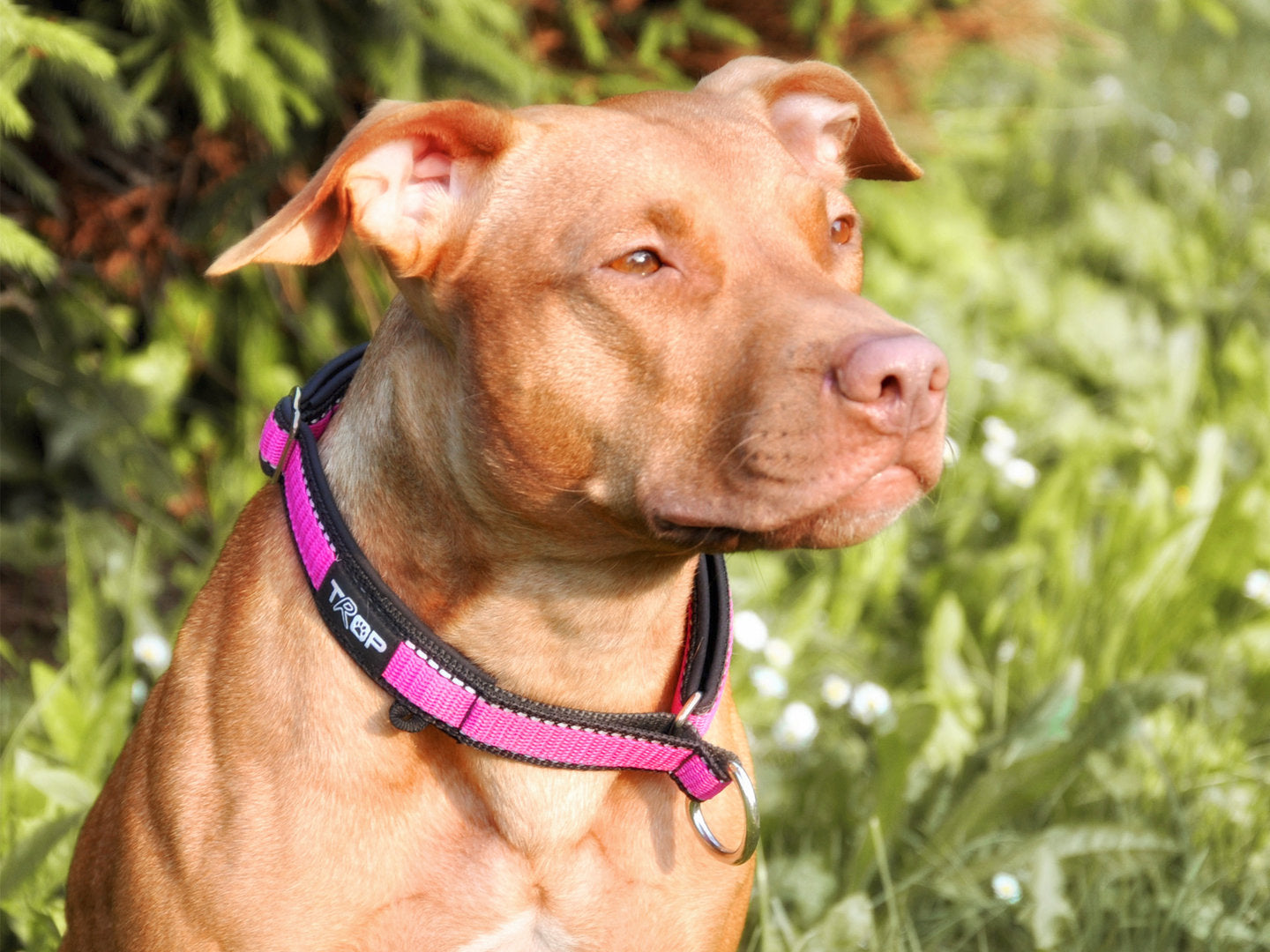 Halsband TrOP Choice