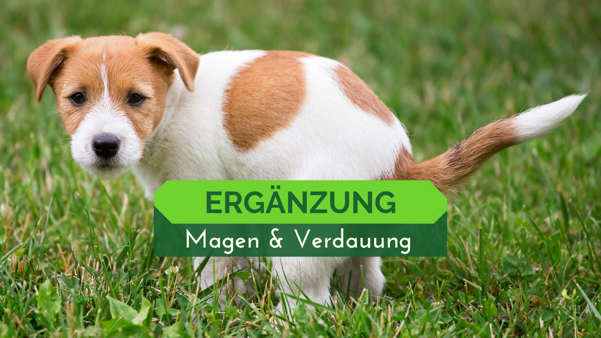 Nahrungsergänzung Verdauung