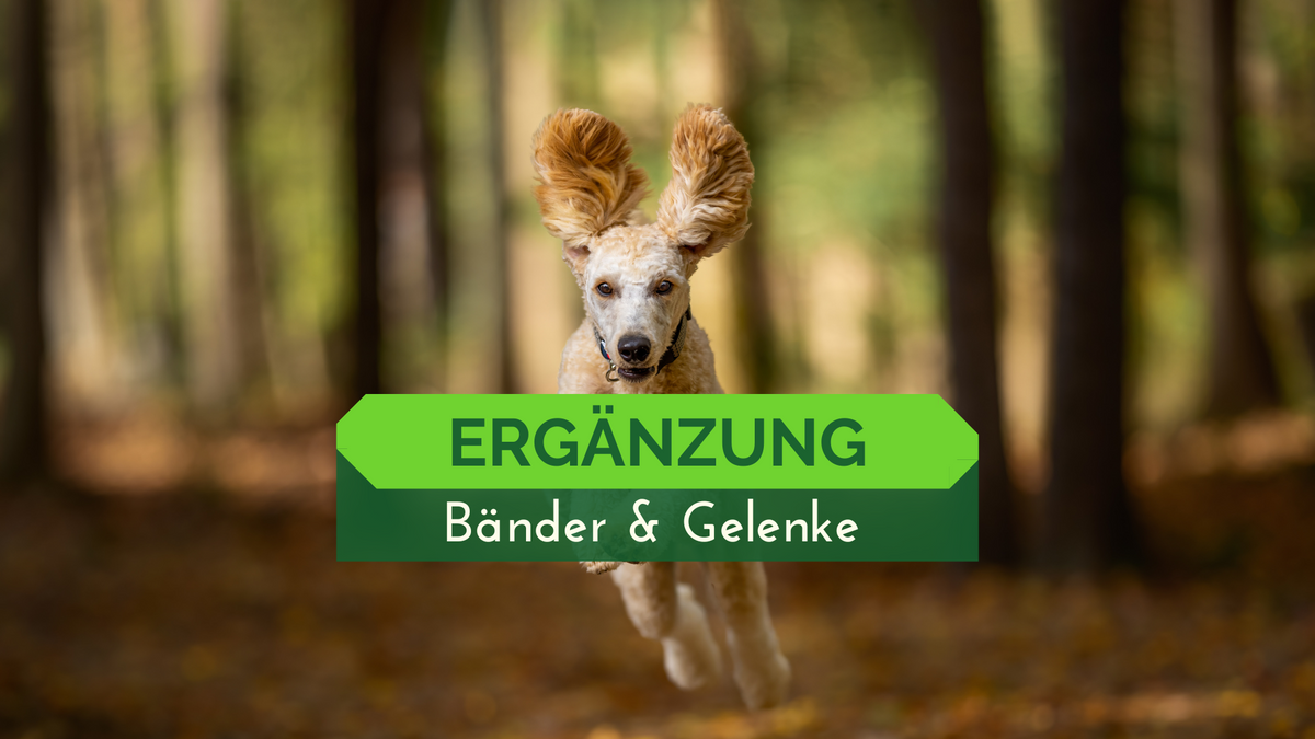 Nahrungsergänzung Gelenke