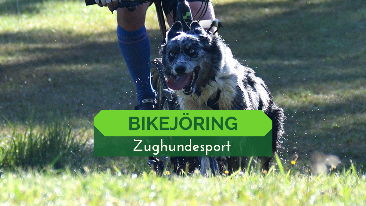 Bikejöring