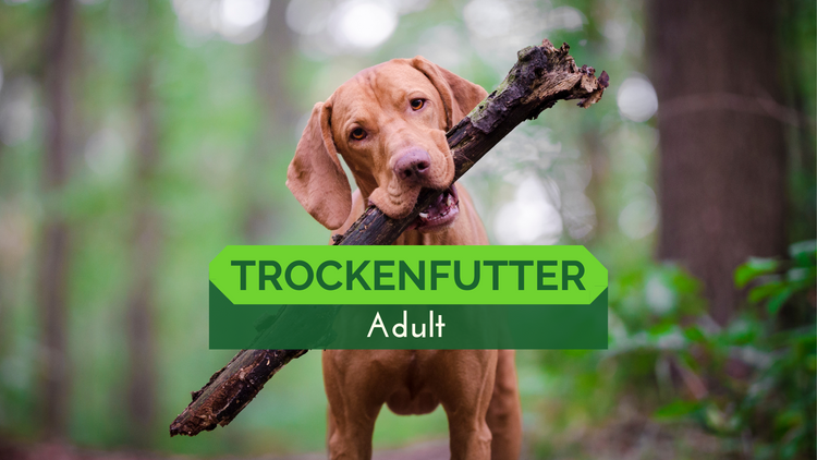 Trockenfutter Adult