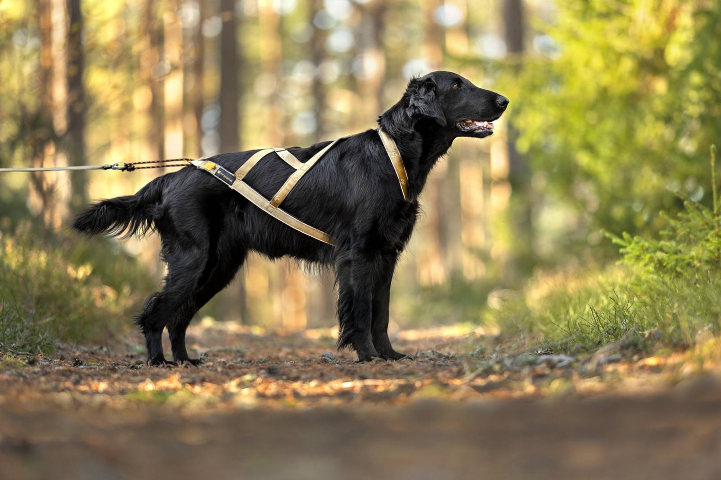 V.I.P. R-Back Signature Gold