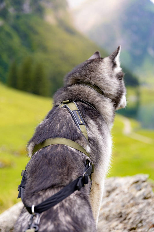 V.I.P. Dogwear Multisport Harness Olive grün