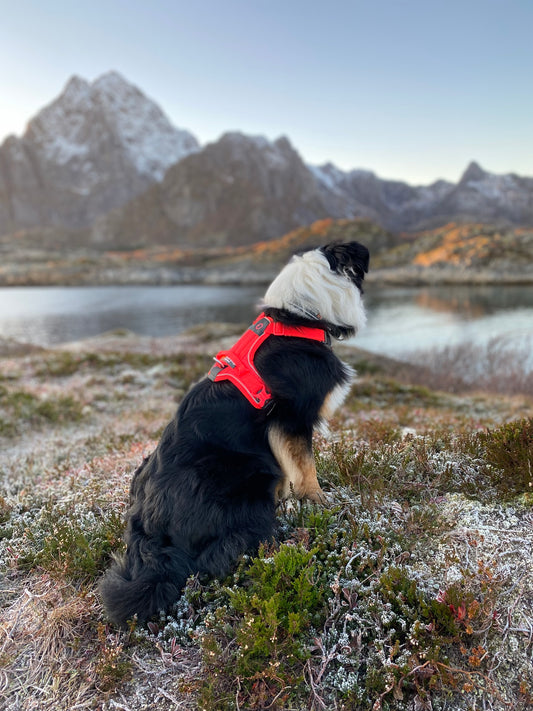Non-stop Ramble harness