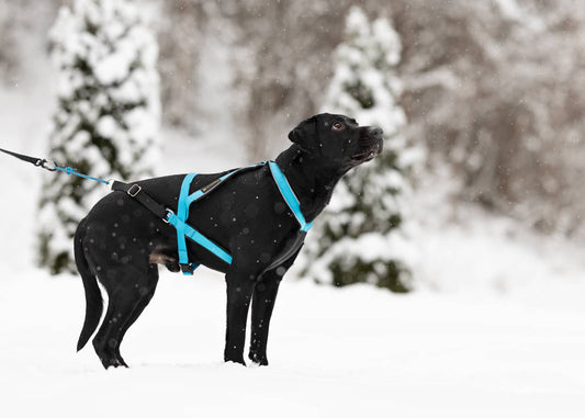 VIP Multisport Zuggeschirr türkis 2.0 (long)