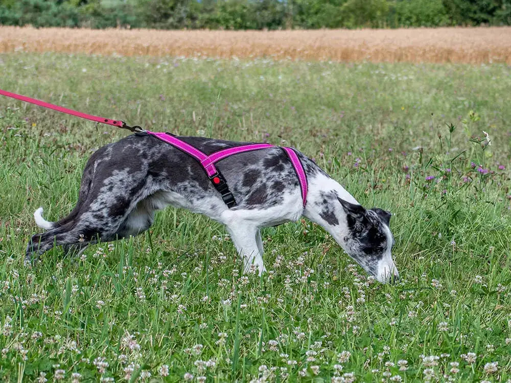 TrOP Snoop Harness (Mantrailing)