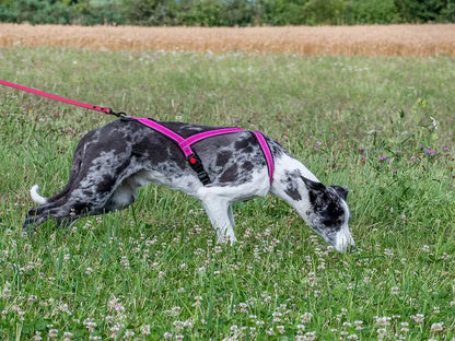 TrOP Snoop Harness (Mantrailing)