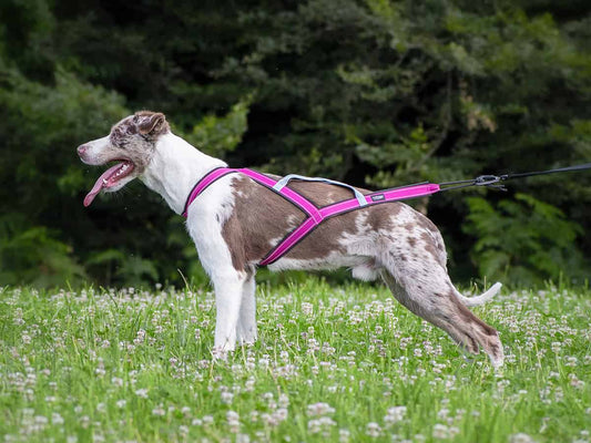 TrOP Backbone DC Harness