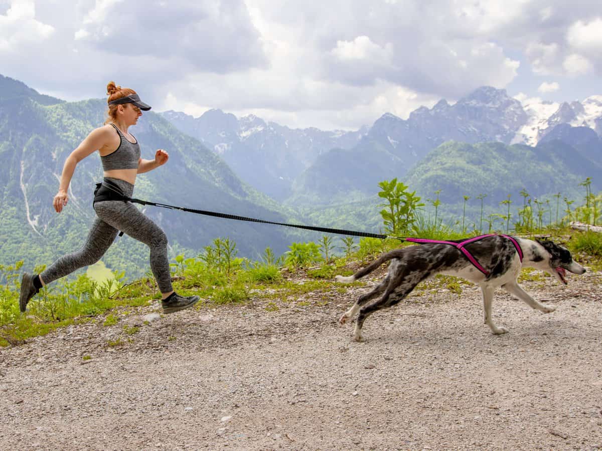 TrOP Lifeline Bungee Leash